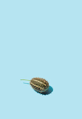 Autumn fruit with spikes against sky blue background. Minimal sun lit concept. Fall aesthetic.