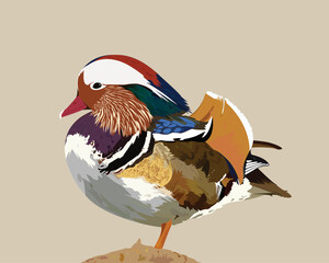 Mandarin Duck Isolated Background, Aix galericulata, Bird Vector, Colorful Bird, Asian Mandarin Duck Vector Illustration