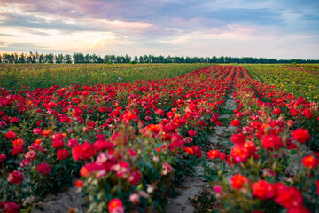 field of roses