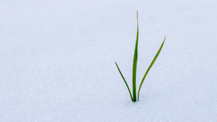 The green shoot of the plant sprouts through the snow. Green sprout of a plant on white snow