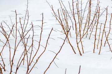 Fototapeta na wymiar Raspberry bushes in the garden in winter under the cover of snow. Pruned raspberry shoots in the garden in winter under the snow