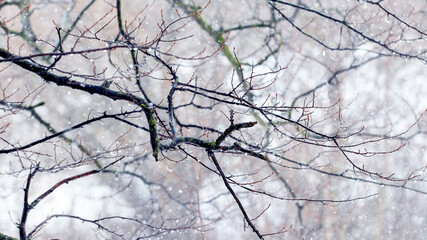 Tree branch with raindrops in winter forest during thaw