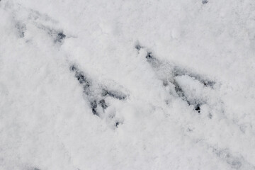 Fototapeta na wymiar Crow tracks on white snow. Traces of birds
