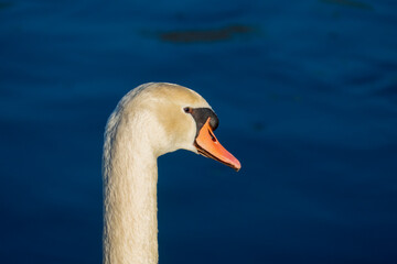 Schwan, schwimmt auf  einem See, und wärmt sich in der Abendsonne