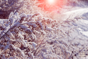 Snow-covered branches of plants at sunset. Winter view with snow-covered plants