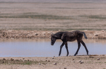 Cute Wild Horse Foal in the Utah Desert