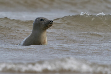 Fototapeta premium Grey Seal (Halichoerus grypus) in the surf off the coast of Lincolnshire in England, United Kingdom