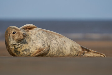 Fototapeta premium Grey Seal (Halichoerus grypus) on a sandbank off the coast of Lincolnshire in England, United Kingdom