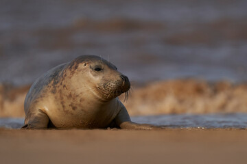 Grey Seal (Halichoerus grypus) on a sandbank off the coast of Lincolnshire in England, United Kingdom