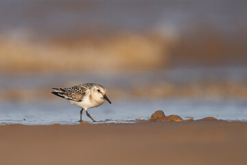 Sanderling (Calidris alba) feeding along the tideline on the coast of Lincolnshire in England,...