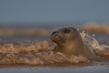 Grey Seal (Halichoerus grypus) in the surf off the coast of Lincolnshire in England, United Kingdom