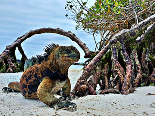 Marine iguana in galapagos beach with mangrove roots background