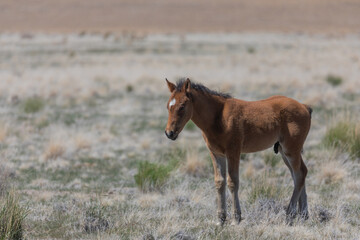 Cute Wild Horse Foal in the Utah Desert