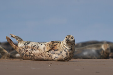 Grey Seal (Halichoerus grypus) on a sandbank off the coast of Lincolnshire in England, United Kingdom