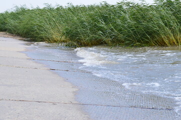 Water and reeds