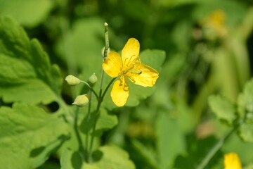 butterfly on yellow flower
