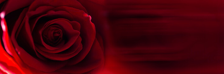 Red rose flower bud close-up background texture. Panoramic banner.