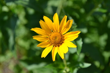 yellow flower in the garden