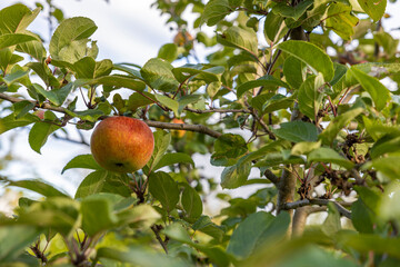 Beautiful view of apple tree. Healthy food concept. Beautiful nature background. Sweden.