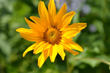yellow flower in the garden