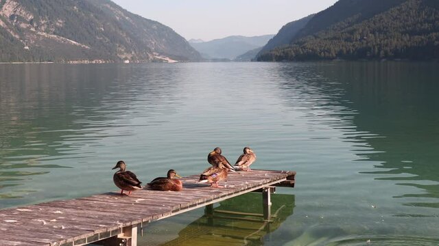 Brown Wild Mottled Duck on Wooden Pier in Achen Lake. Female Mallard in Austria. Water Bird in Achensee.