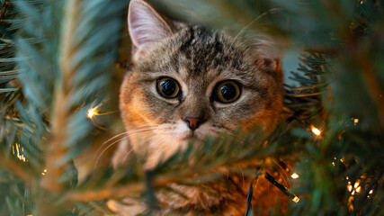 young cat with big beautiful eyes sits on a Christmas tree - 458328361