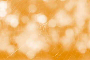 close up of cobweb against bokeh circles