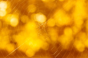 halloween background: close up of cobweb against bokeh