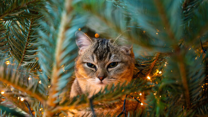 young cat with big beautiful eyes sits on a Christmas tree - 458328513