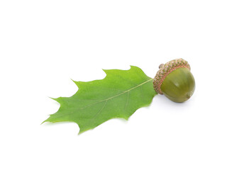 One green acorn.