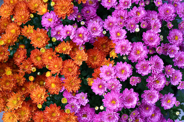 Viele bunter Blüten von orangenen und lila Herbstastern in Draufsicht