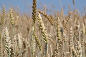 field of wheat