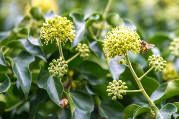 bees on ivy - flowers in a garden Bienen am Efeu