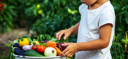 The child holds information vegetables in his hands. Vegetables in a bowl on the farm. Organic product from the farm.