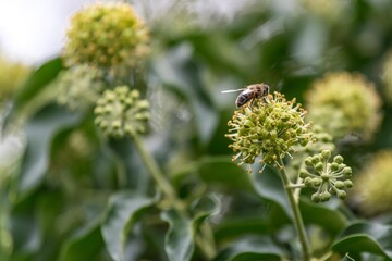 bees on ivy - flowers in a garden Bienen am Efeu
