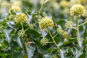 bees on ivy - flowers in a garden Bienen am Efeu
