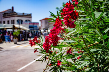 Selective focus shot of red oleander flowering plants growing in the street