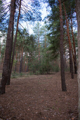 Spring view of pine forest