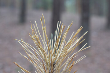 Dry spruce needles