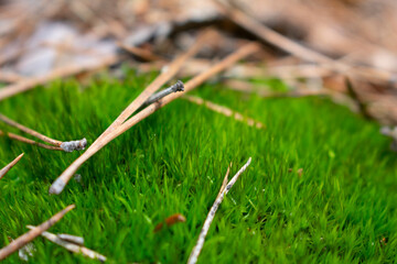 Green moss in a pine forest