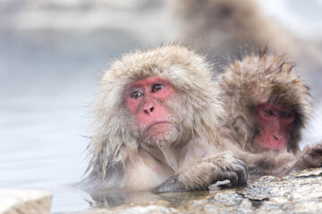 Japanese Snow Monkey In Hot Spring