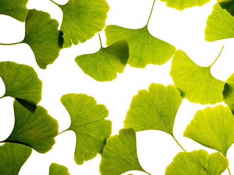 Green ginkgo leafs - Ginkgo biloba on white background