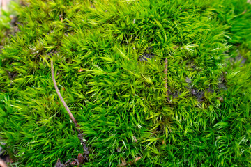 Green moss in a pine forest