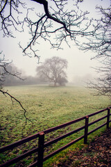 Damp Foggy Morning at Rural Irish Meadow