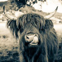 highland cow in kinzig valley in black forest, germany - obrazy, fototapety, plakaty