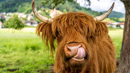 Vache Highland dans la vallée de Kinzig en Forêt Noire, Allemagne