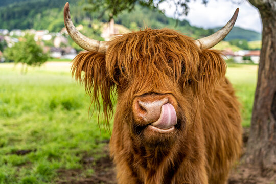 highland cow in kinzig valley in black forest, germany