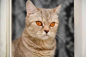 British shorthaired kitten with yellow eyes .Close-up. Cute pet animal. Portrait.