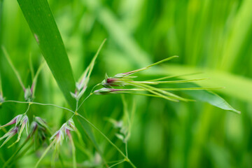 Succulent meadow grass close up