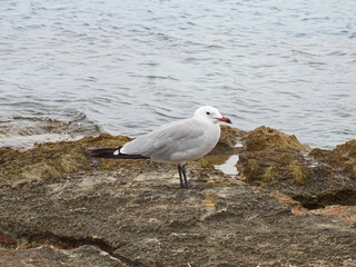 Gaviota de Audoin descansando al lado del mar 
